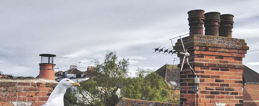 Chimney Cleaning And Restoration in Murray, Kentucky